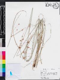 Cyperus longus image