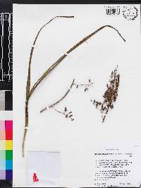 Stenanthium densum image