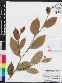 Sycoparrotia semidecidua image