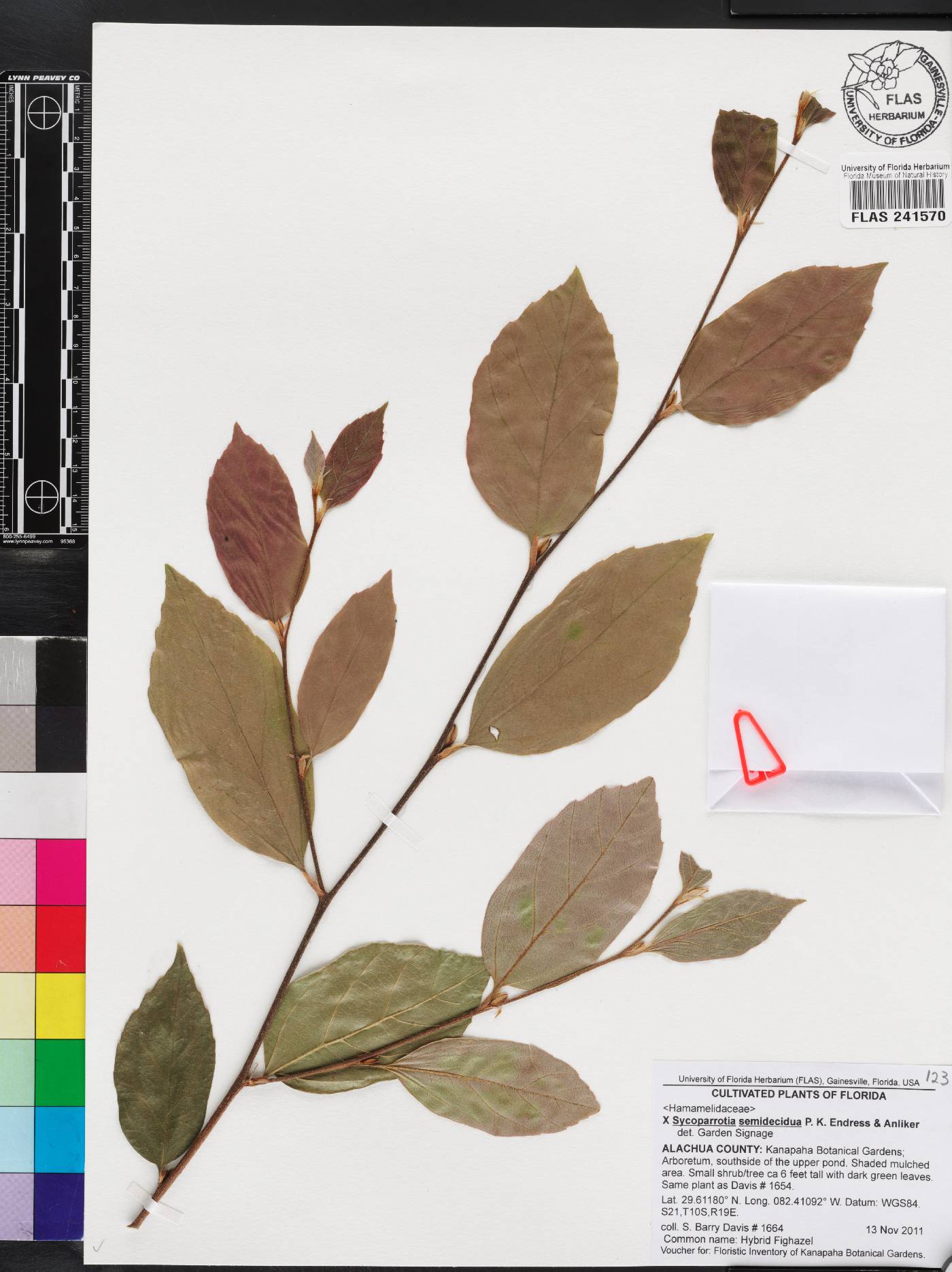 Sycoparrotia semidecidua image