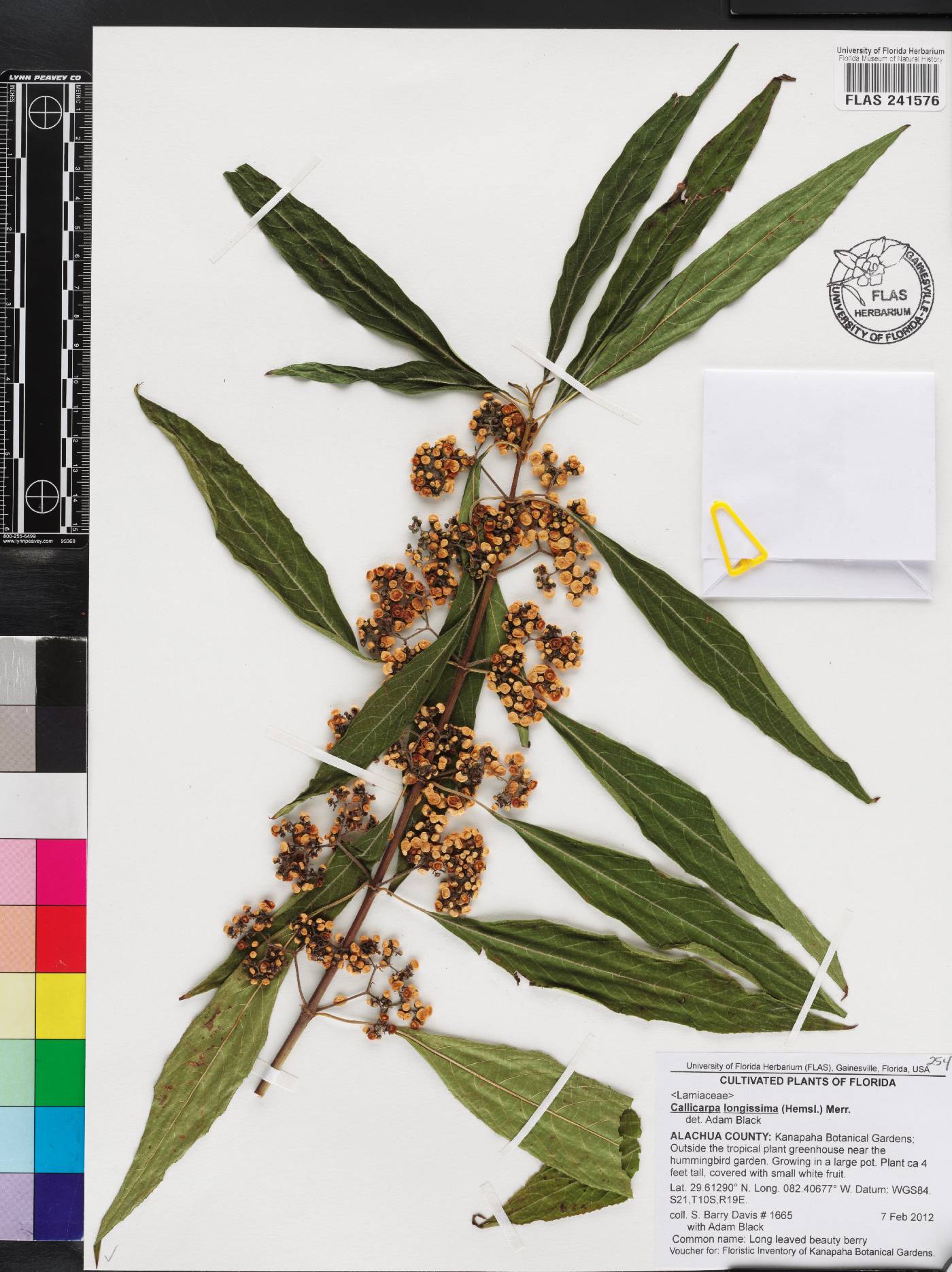 Callicarpa longissima image