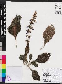 Coleus barbatus image