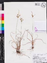 Cyperus ovatus image