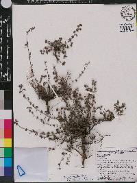 Ayenia euphrasiifolia image
