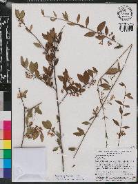 Chiococca pinetorum image