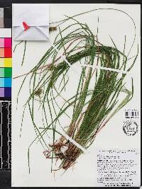 Carex elliottii image