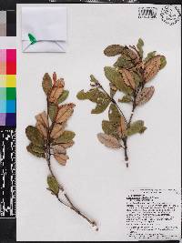 Miconia grisebachiana image
