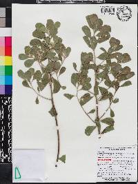 Garberia heterophylla image