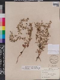 Mecardonia acuminata image