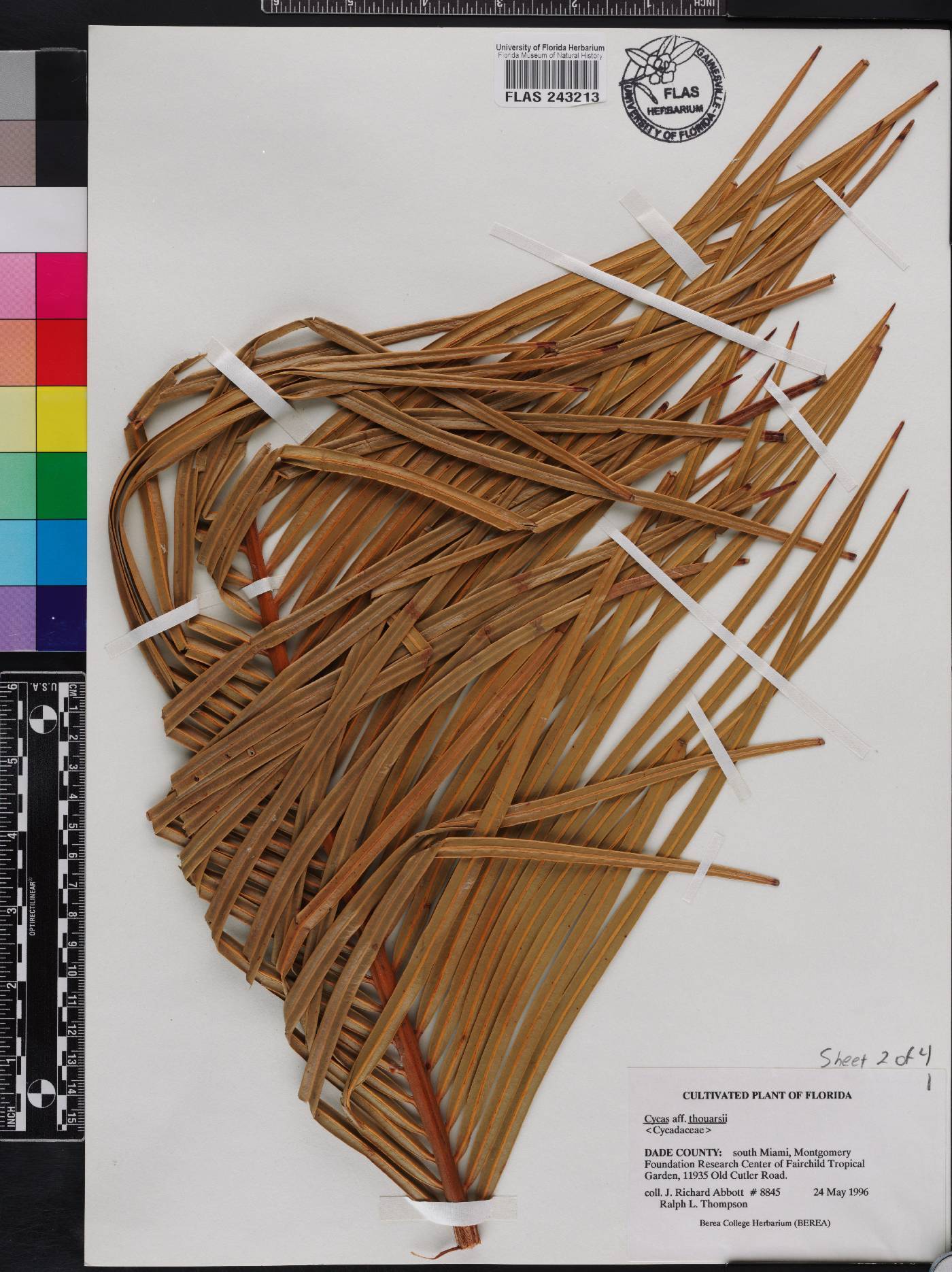 Cycas thouarsii image