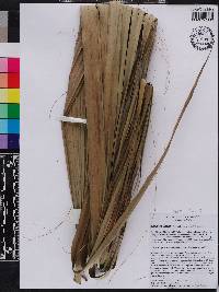 Sabal palmetto image