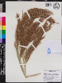 Phragmites australis image