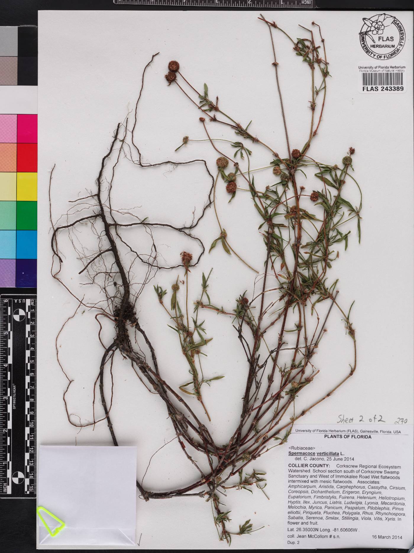 Spermacoce verticillata image