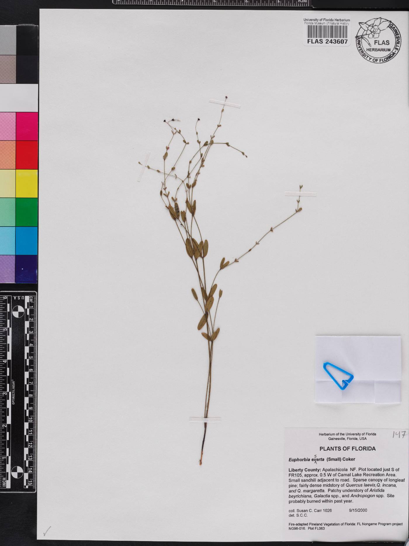 Euphorbia exserta image
