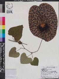 Aristolochia gigantea image