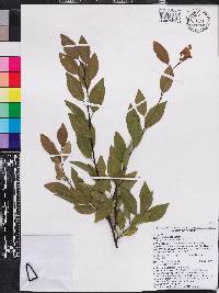 Prunus umbellata image