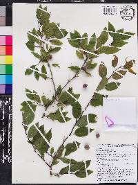 Prunus umbellata image