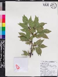 Prunus alleghaniensis image