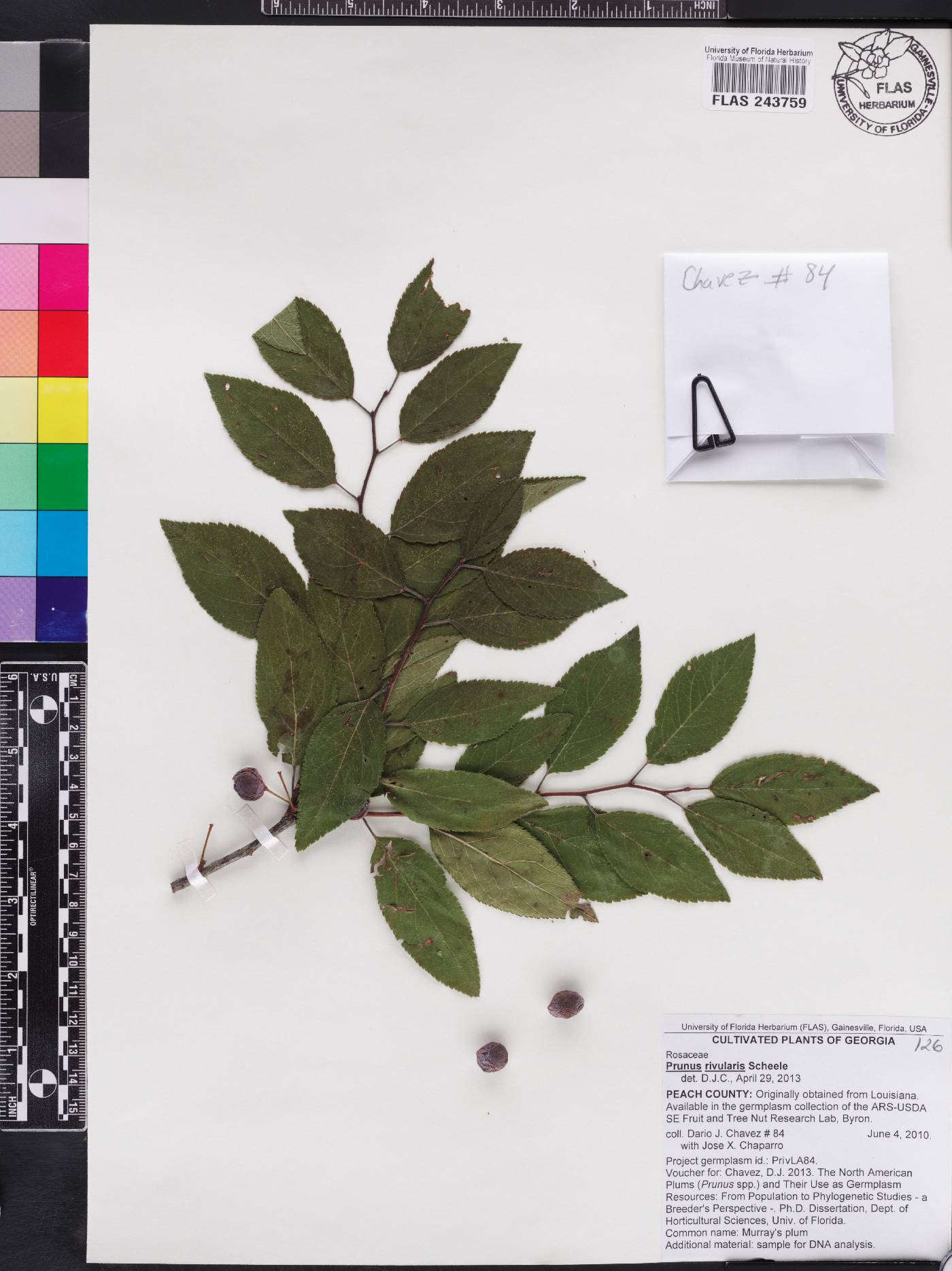 Prunus reverchonii image
