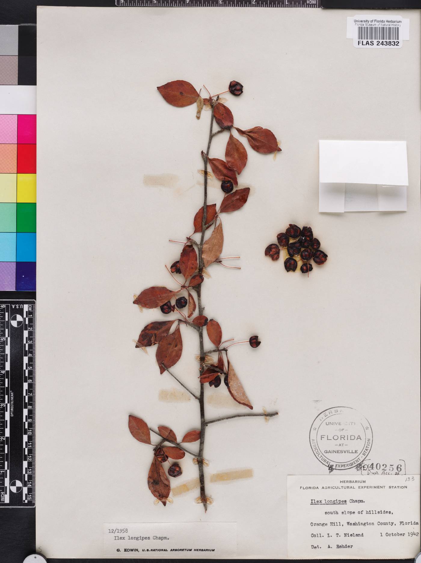 Ilex longipes image