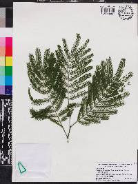 Albizia niopoides image