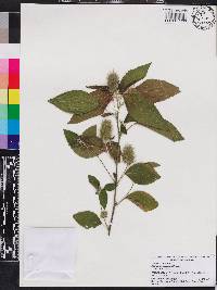 Acalypha arvensis image