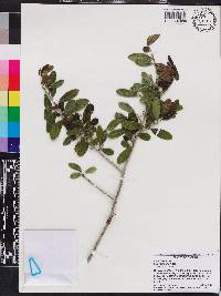 Ilex vomitoria image