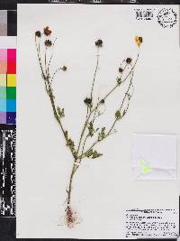 Coreopsis basalis image