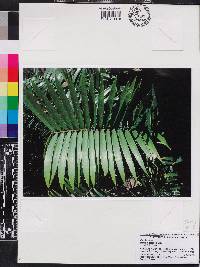 Zamia loddigesii image