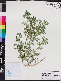 Indigofera spicata image