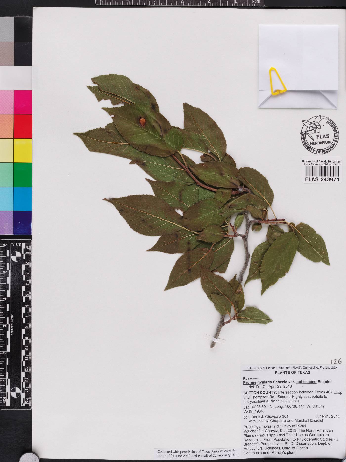 Prunus rivularis var. pubescens image