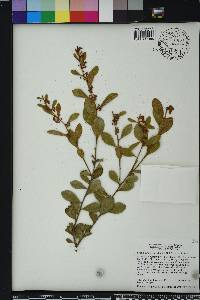 Lyonia fruticosa image