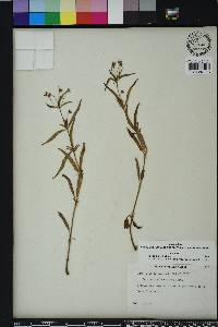 Lysimachia lanceolata image