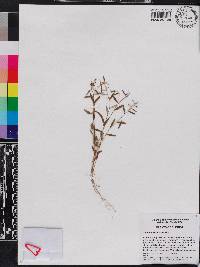 Croton michauxii image