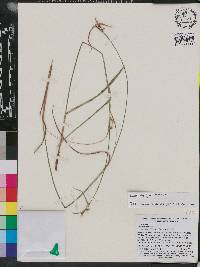 Scleria oligantha image
