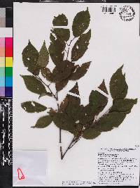 Prunus alleghaniensis image