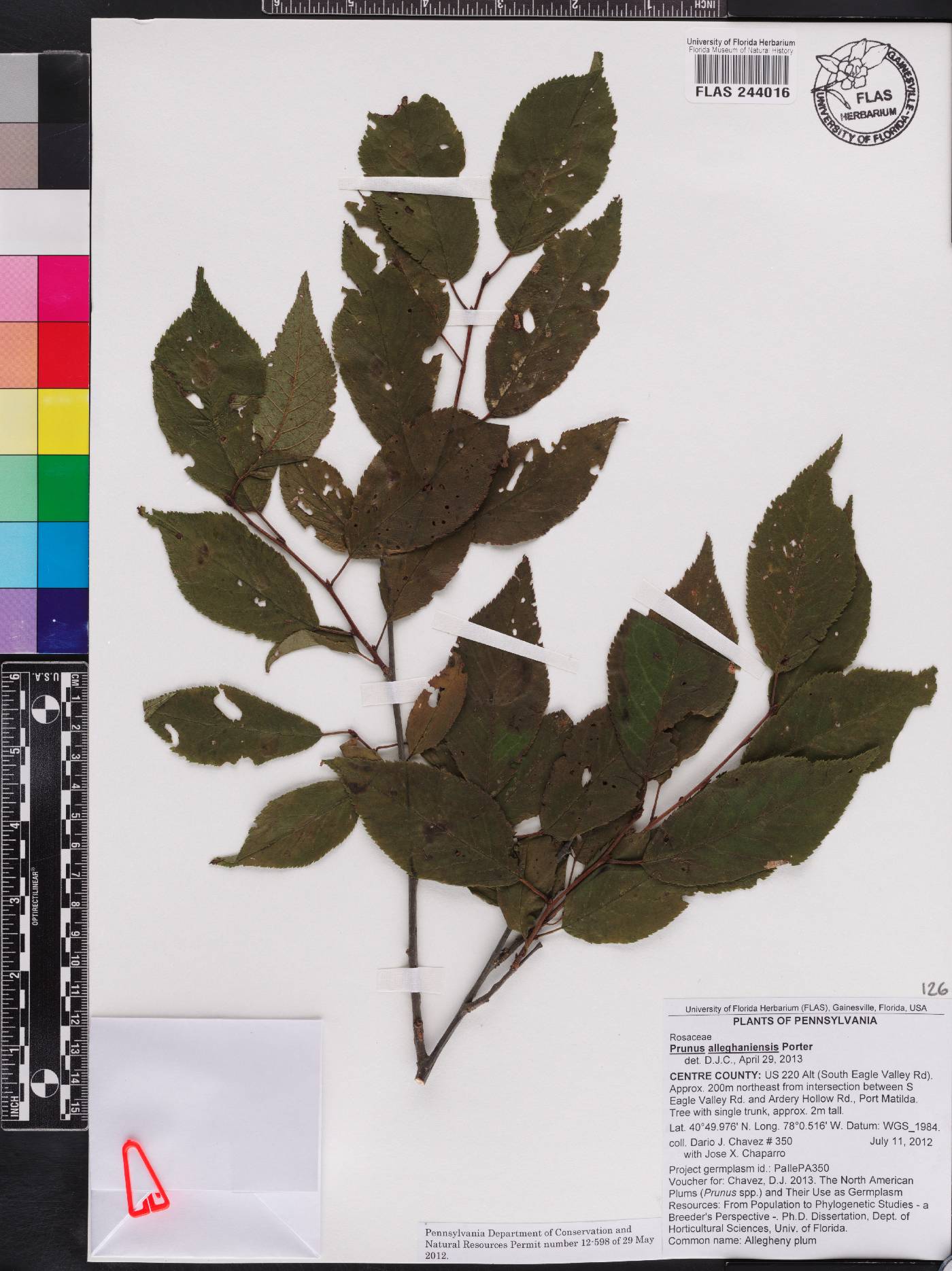 Prunus alleghaniensis image