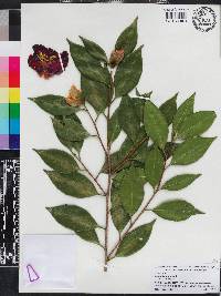 Camellia japonica image