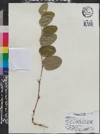 Smilax pumila image