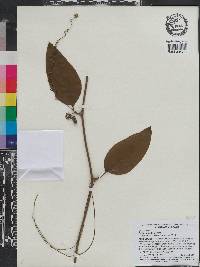 Smilax smallii image