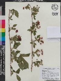 Rubus flagellaris image