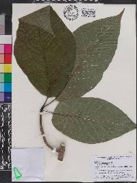 Magnolia acuminata image