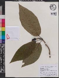 Magnolia acuminata image