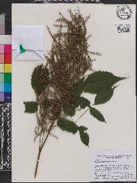 Aruncus dioicus image