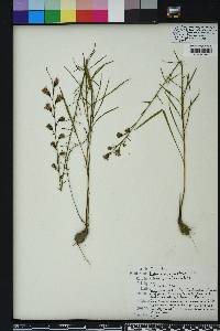 Liatris graminifolia image