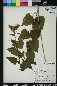 Brickellia cordifolia image