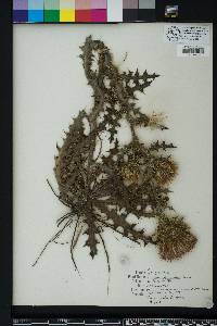Cirsium horridulum image