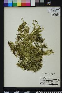 Selaginella apoda image