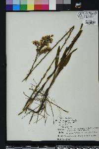 Solidago stricta image