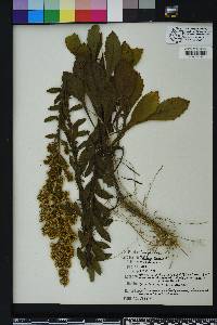 Solidago puberula image